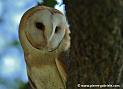 effraie_0347