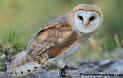 effraie_4844