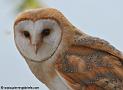 effraie_4850