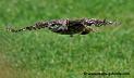 grand-duc_0363