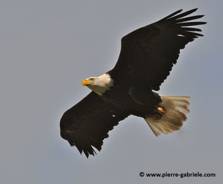 aigle-americain_5177.jpg