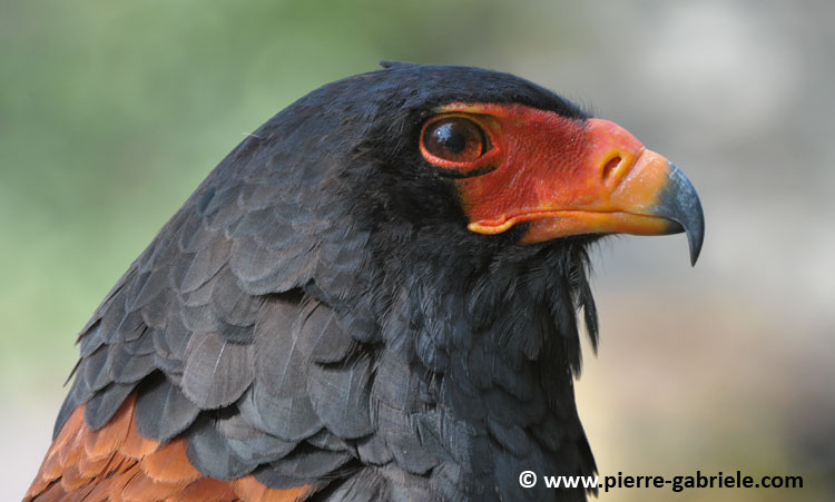 aigle-batteleur_4497.jpg