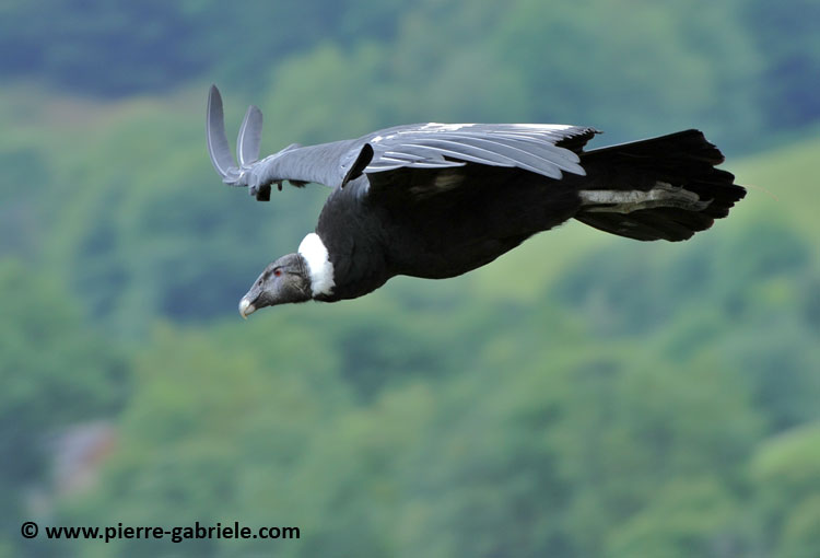 condor_2034.jpg