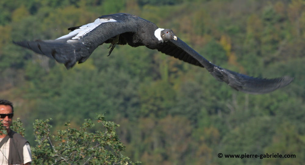 condor_4868.jpg