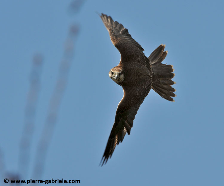 faucon_5192.jpg