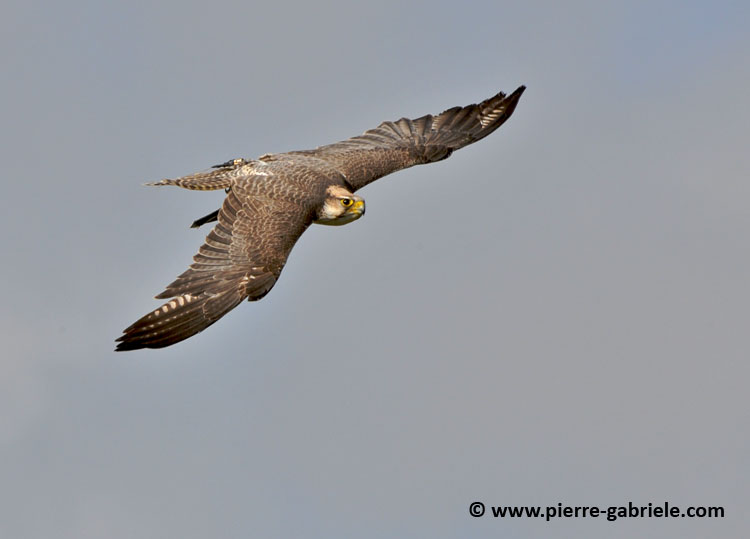 faucon_5201.jpg