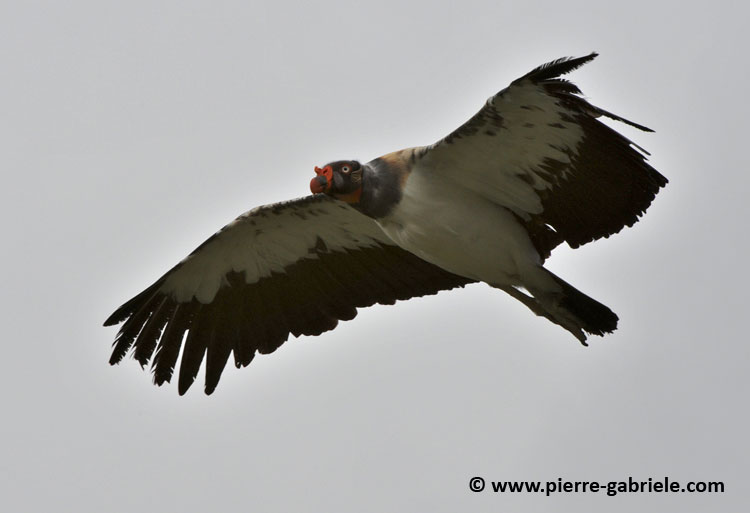 vautour-pape_2072.jpg