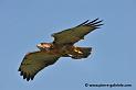 buse-des-augures_4695