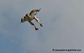 buse-des-augures_4779