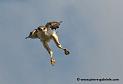buse-des-augures_4780