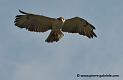 buse-des-augures_4824