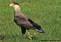 caracara_4591