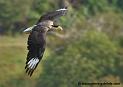 caracara_4776