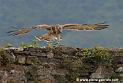 circaete_0440