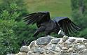 condor_0397