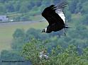 condor_1885
