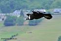 condor_1886
