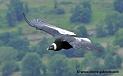 condor_1888