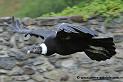 condor_2026