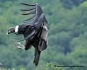 condor_2029
