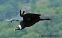 condor_2033