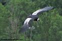condor_2038