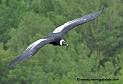 condor_2039