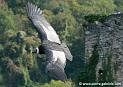 condor_4446