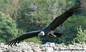 condor_4454