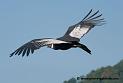 condor_4455