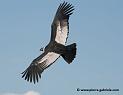 condor_4456