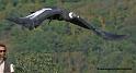 condor_4868