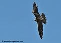 faucon_0273