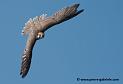 faucon_4337
