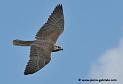 faucon_4546