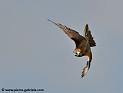 faucon_5186