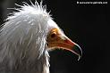 percnoptere_4498
