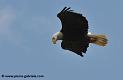 pygargue-americain_4523