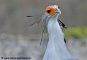 serpentaire_5212