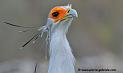 serpentaire_5213