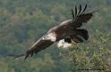 vautour_4443