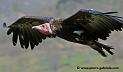 vautour_5064