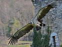 vautour_5065