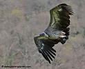 vautour_5066