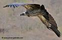 vautour_5068