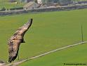 vautour_5085