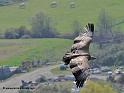 vautour_5088