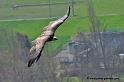 vautour_5089
