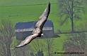 vautour_5090