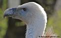 vautour_5092